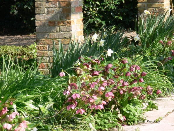 Bois des Moutiers (76) mars 2012